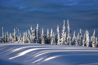 Snow-covered conifers under a clear blue sky with long shadows, Yukon, Canada, North America