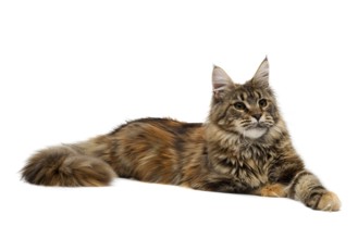 Cat breed Maine Coon is imperiously. Isolate on white