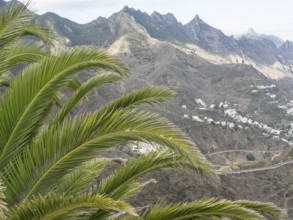Large palm leaf in the foreground with mountain landscape and houses on the coast in the