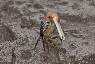 Fiddler crab (Decapoda)