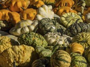 A variety of pumpkins in different colours and shapes, placed together in the picture, borken,