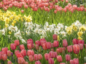 Blooming pink tulips and wild daffodils in a green garden in spring, amsterdam, the netherlands
