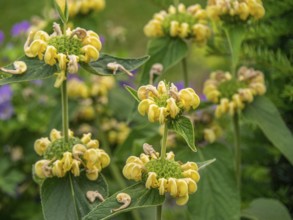 Close-up of yellow flowers with green leaves in the garden. Lively and cheerful mood, borken,