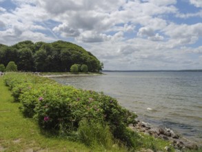 Beautiful coastline with flowering shrubs, forest and cloudy sky, glücksburg, schleswig-holstein,