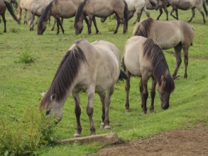 Several horses grazing in an open meadow, peaceful scene in natural surroundings, merfeld, North