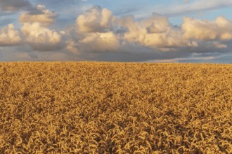 Wheat field in the evening light with clouds in Schleswig-Holstein Wheat field at sunset with