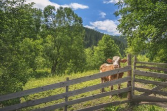Summer landscape with a curious cow, behind an old wooden fence, surrounded by green nature, and