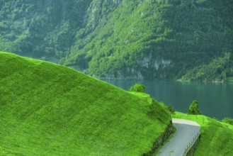 Country road on the side of a green grassy hill, with the lake and swiss forest in the background.