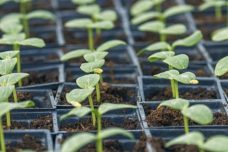 Cucumber Sprouts Greenhouse, Potted Cucumber. Sprouted Cucumber. Spring Seedlings