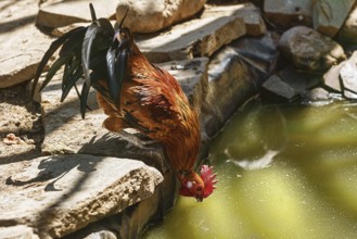 Rooster drinks water from the pond Sinaia, Romania, Europe