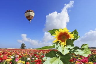 The huge multi-colored balloon flies in the cloudy sky over the kibbutz field. The field is sowed