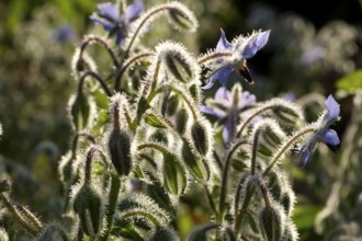 Borage plants with blue flowers and hairy stems backlit by the sun. Landscape format. Borage plants