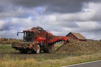 Farmer unloads harvested sugar beet off Holmer Terra Dos T3 beet harvester tank onto a heap on the