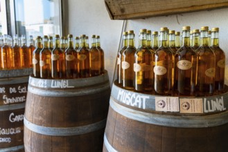 Saintes-Maries-de-la-Mer, France, 4 March, 2023: close-up view of many bottles of Muscatel wine