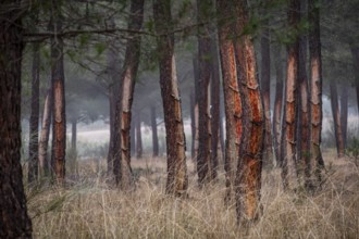 Resin extraction in a Pinus pinaster forest, Montes de Coca, Segovia, Spain, Europe