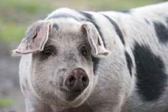 Portrait of a Bentheim black pied