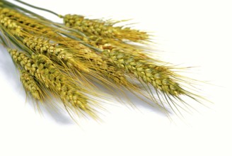 Ripe wheat isolated on white. Close up ears