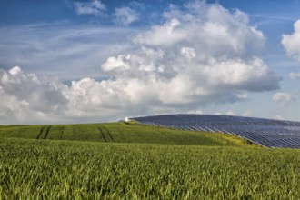 Silicon solar energy panels on green corn field