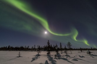 Northern Lights (Aurora borealis) over a moonlit winter landscape, Norrbotten, Lapland, Sweden,