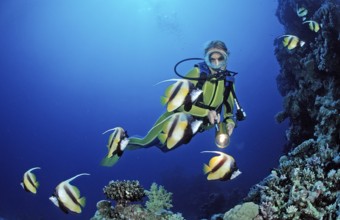 Diver and bannerfish, Red Sea bannerfish, Heniochus intermedius, Egypt, Sha'ab Marksur, Red Sea,