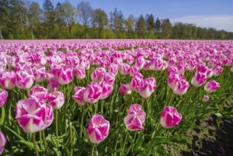 Beautiful blooming pink tulip field in the netherlands