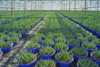 Hundreds of pots with young plants in a commercial greenhouse