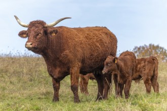 Salers cow taking care of her calf. Vosges, France, Europe