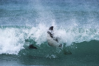 Commerson's dolphins (Cephalorhynchus commersonii), also known as Jacobita or Tonina, surfing in a