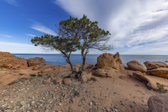 Coastal landscape with bizarre red rocks and gnarled trees with a view of the sea in the sunshine,