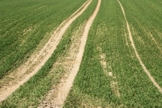 Tractor tracks, agricultural trails at a cultivated field in springtime, farmland near Wesertal,