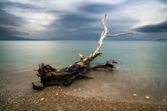 Old driftwood tree on a rocky beach with turquoise water behind under an overcast sky