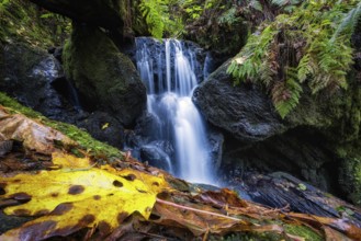 Trillium Falls, Orick, California, Color Image, Day