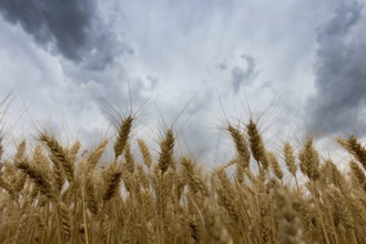 Summer wheat field and Storm clouds