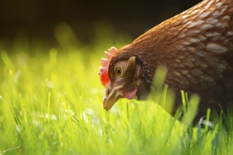 Close-up of brown hen chicken looking for food in the grass on a sunny day