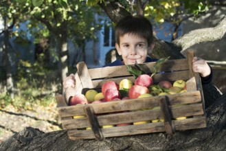 Apples in an old wooden crate on tree. Child authentic image