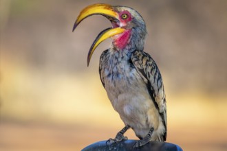 Southern yellow-billed hornbill or latin name Tockus leucomelas. Close-up and detail