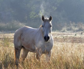 White horse stallion in field at sunrise