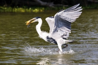 Cocoi heron catching a Pirhana in flight over river surface, Pantanal Wetlands, Mato Grosso,