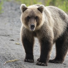 Portrait of terrible hungry Kamchatka brown bear (Ursus arctos piscator) standing, heavily