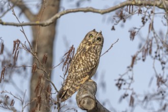 Short-eared Owl (Asio flameus) perched on a branch. Bas Rhin, Alsace, France, Europe