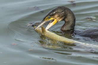 A large eel struggles to escape from a great cormorant (Phalacrocorax carbo)