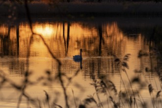 Evening mood with swan 2
