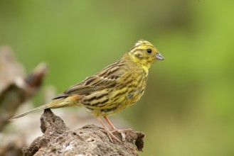 Male Yellowhammer on perch. Male yellowhammer on perch