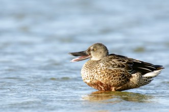 Northern Shoveler in non breeding plumage. Northern shoveler in non-breeding plumage