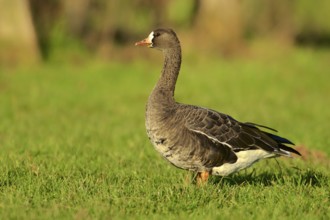 Greater white fronted goose in a field. Greater-White Fronted Geese In a field