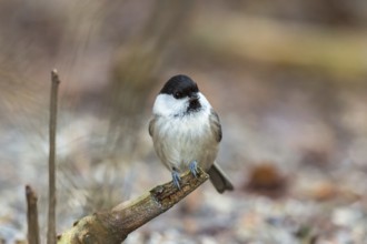 Marsh tit sitting on a tree branch
