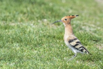 Hoopoe, Common Hoopoe (Upupa epops) Eurasian Hoopoe