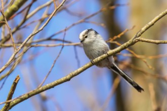 Long-tailed tit on branch (Aegithalos caudatus) Cute little Bird