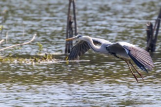 Grey Heron landing (ardea herodias) Grey Headed Heron