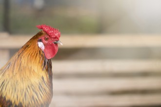 Organic chicken farm. Rooster outdoors at springtime. Rooster authentic farm